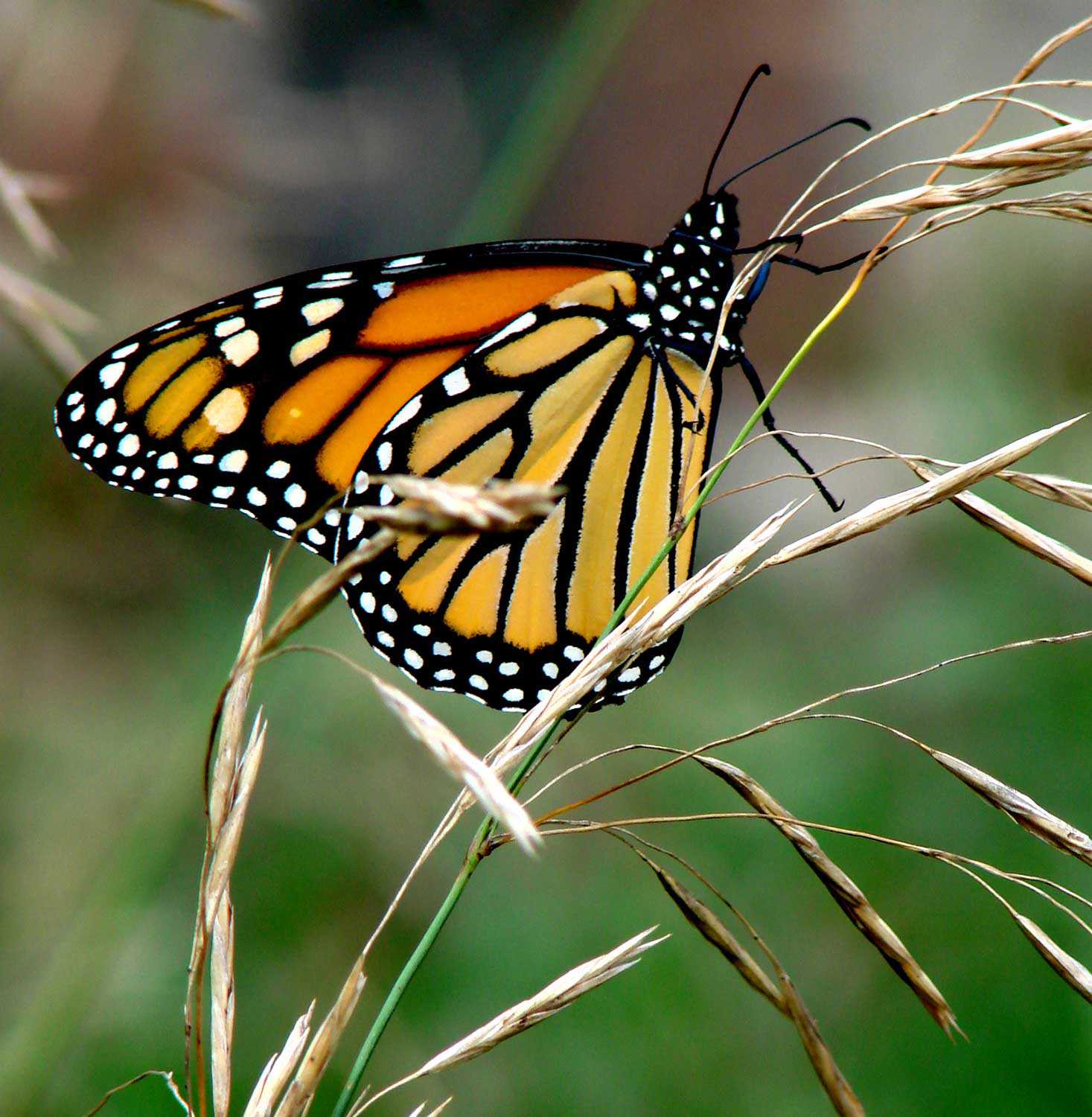 Monarch butterfly (Danaus plexippus) – special concern provincially and nationally