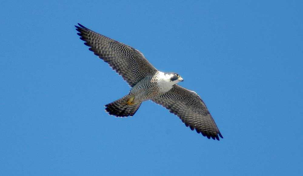 Peregrine falcon (Falco peregrinus anatum) – threatened provincially and nationally (Photo: Barry Cherriere)