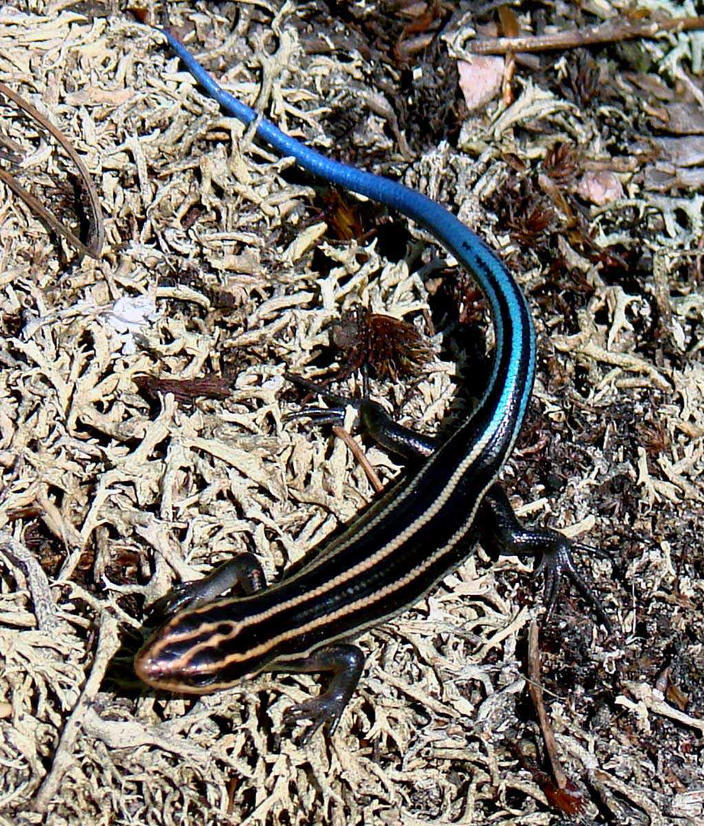 Five-lined skink (Eumeces fasciatus) – special concern provincially and nationally