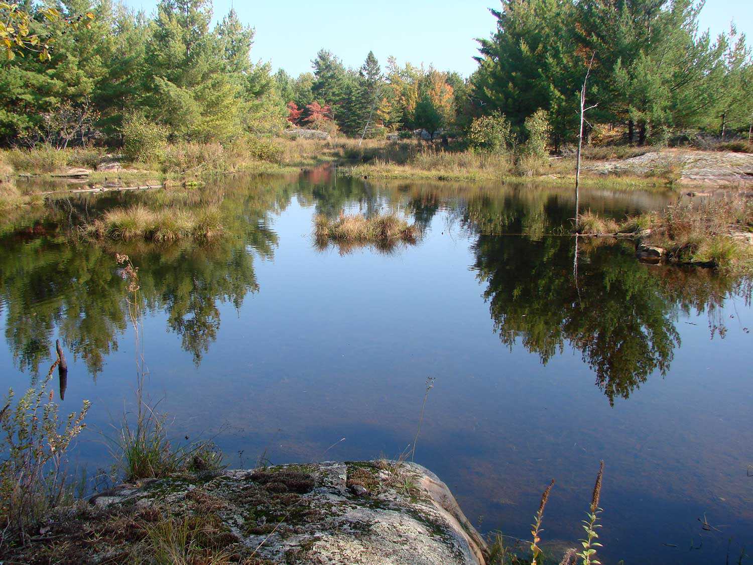 A beaver pond on the recently acquired Carp Hills property
