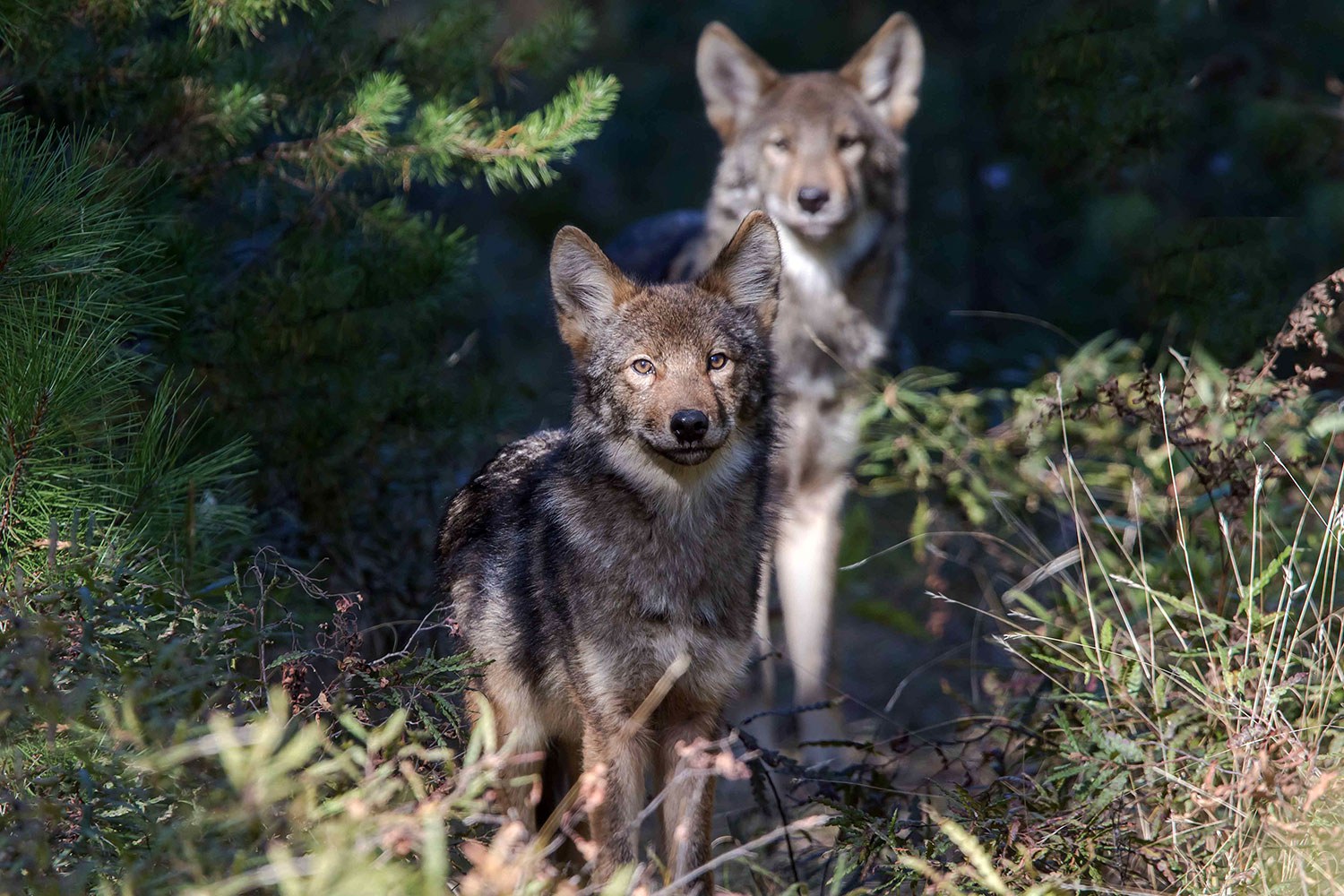 Wolves (Photo: Michael Runtz)