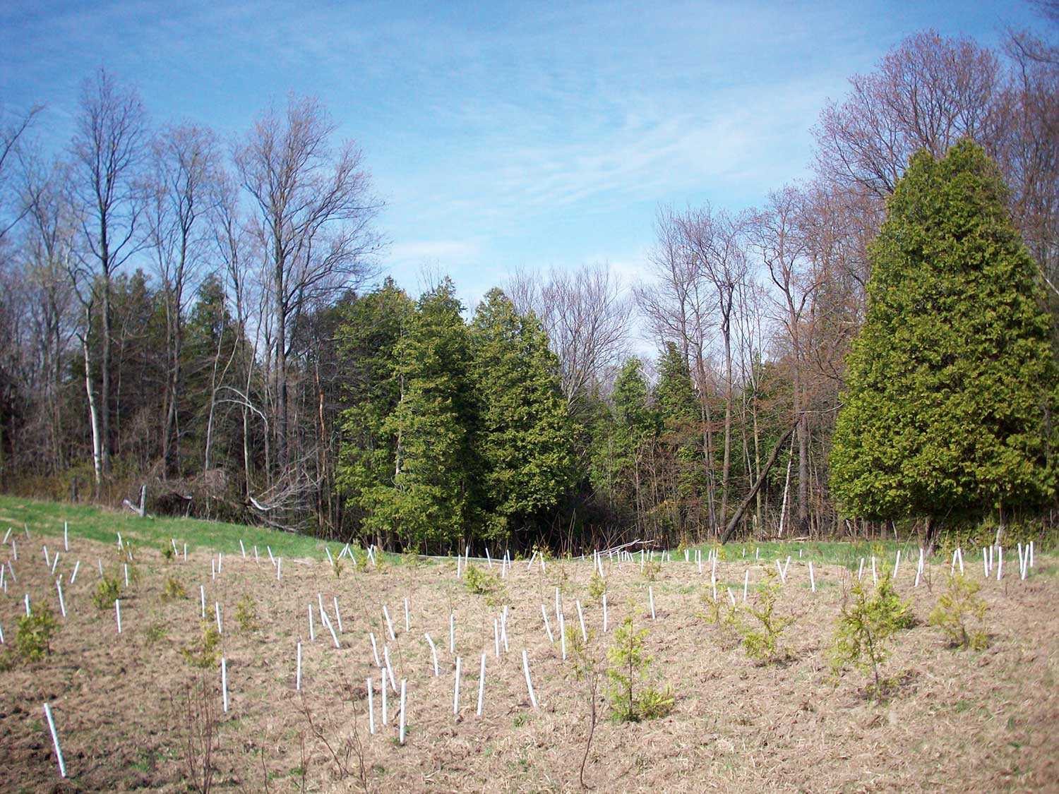 Planted area of lowland species expanding existing cover adjacent to the former pasture on the Blair property (Photo: John Stille).